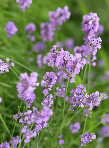 Geurige bloemen van verse lavendel-paars — Stockfoto