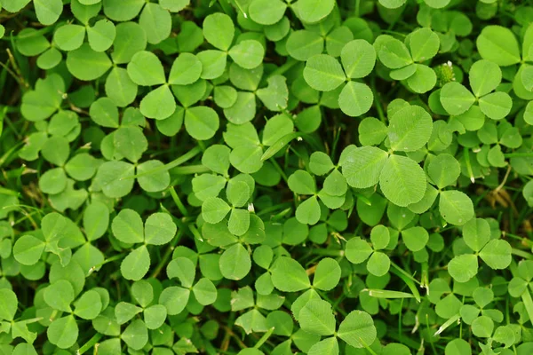 Natural green background of fresh clover — Stock Photo, Image