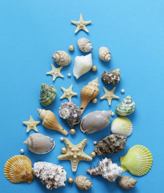 Kabukları ve denizyıldızı mavi bir arka plan üzerinde