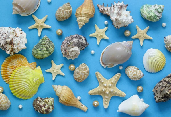 Conchas e estrelas do mar sobre um fundo azul — Fotografia de Stock