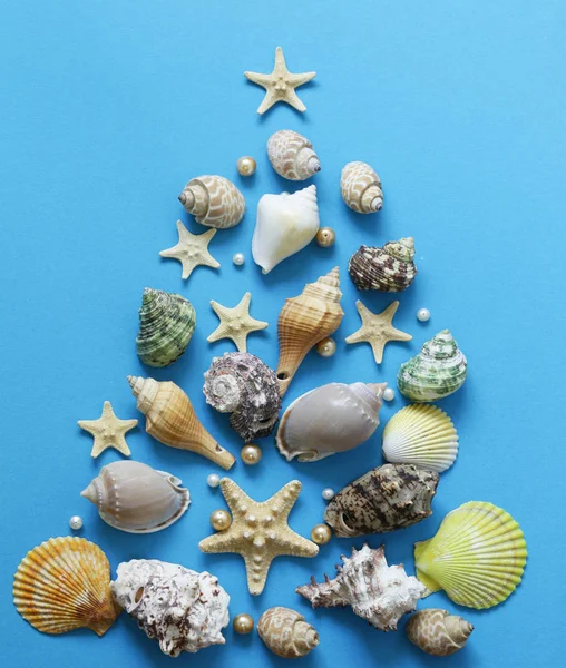 Shells and starfish on a blue background — Stock Photo, Image