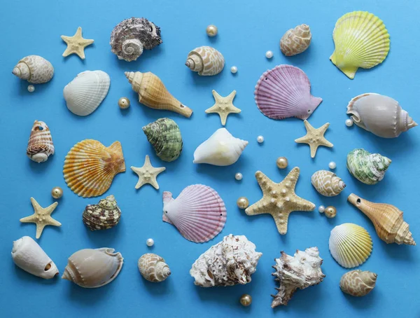 Shells and starfish on a blue background — Stock Photo, Image