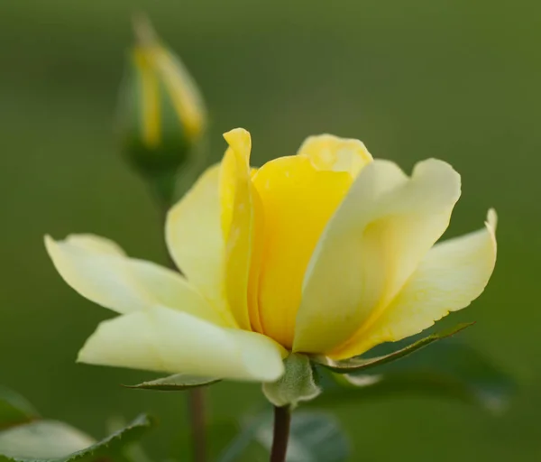 Street flowers of the rose, soft focus — Stock Photo, Image