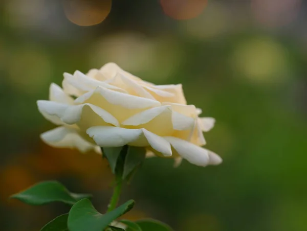 Flores de la calle de la rosa, enfoque suave — Foto de Stock