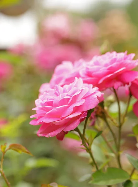 Gatan blommor av ros, mjukt fokus — Stockfoto