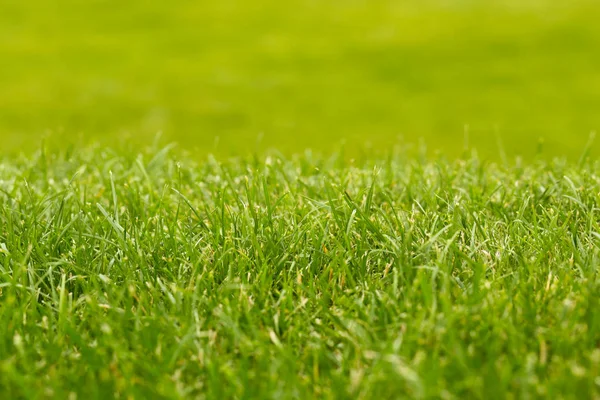 Grüner Grashintergrund, Fokus auf Vordergrund — Stockfoto