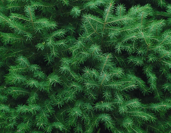 Sfondo rami di abete verde — Foto Stock