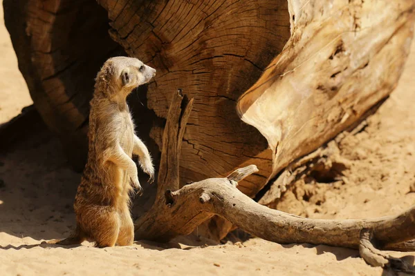 sevimli surakat ayakta çölde