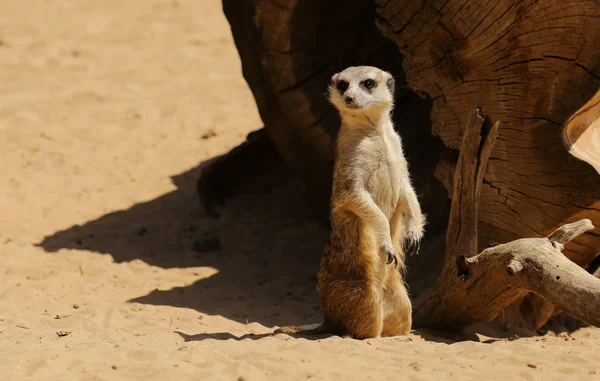 Roztomilý surakat stojící v poušti — Stock fotografie