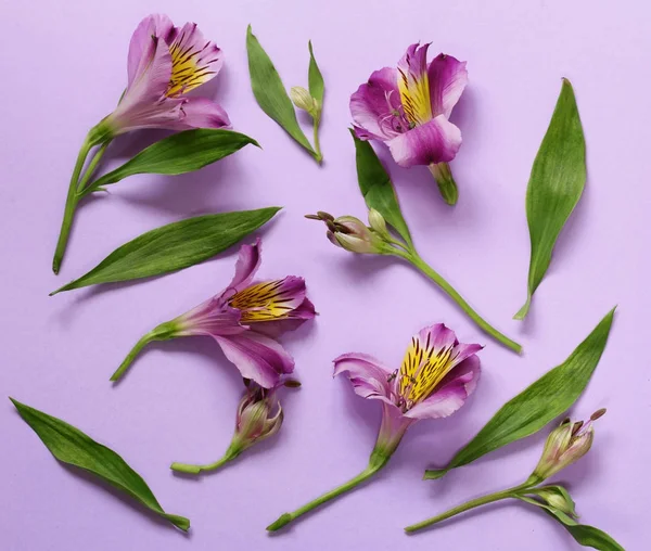 Beautiful lilac wild orchids - alstroemeria flowers — Stock Photo, Image