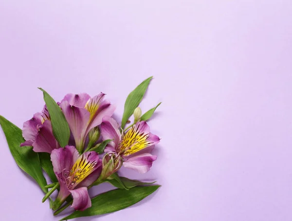 Όμορφη πασχαλιά άγριες ορχιδέες - Αλστρομέριες λουλούδια — Φωτογραφία Αρχείου