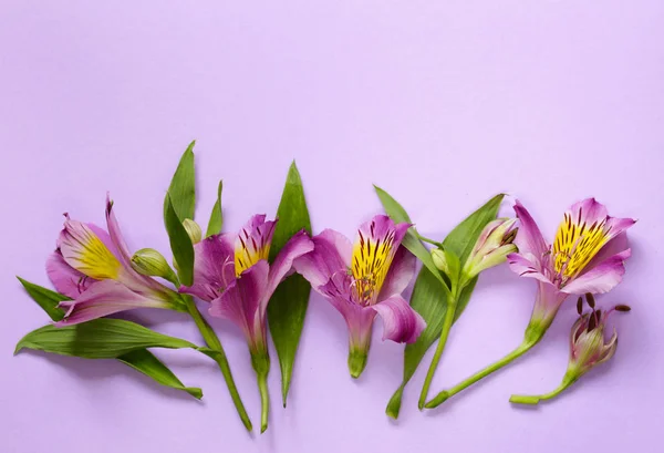 Güzel leylak yabani orkide - alstroemeria çiçek — Stok fotoğraf