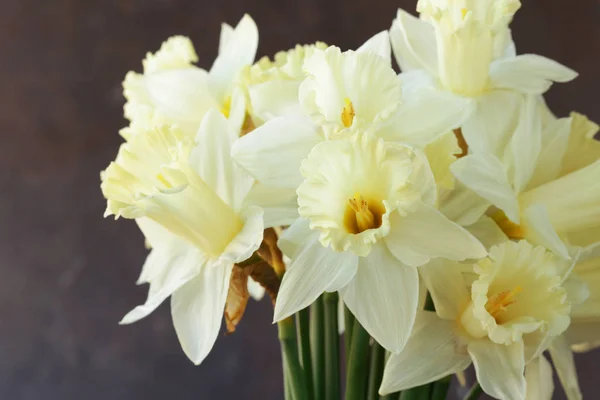 Frische gelbe Narzissenblüten als Symbol des Frühlings — Stockfoto