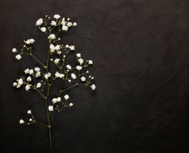siyah bir zemin üzerine küçük güzel beyaz çiçekler