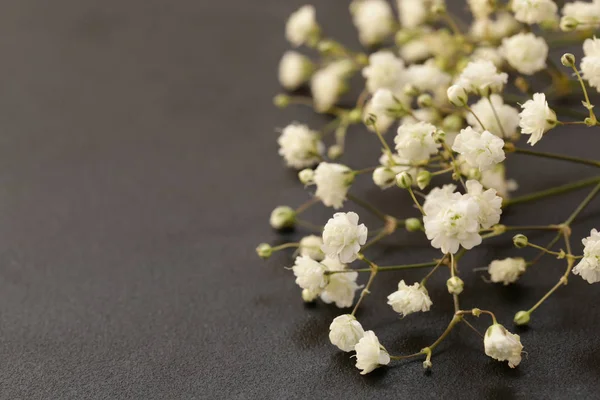 Piękne, małe, białe kwiaty na czarnym tle — Zdjęcie stockowe