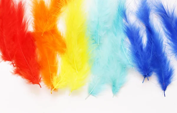 Multicolored (yellow, blue, red) feathers on a white background — Stock Photo, Image