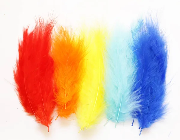 Multicolored (yellow, blue, red) feathers on a white background — Stock Photo, Image