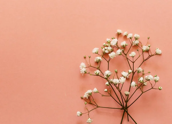 Pequenas belas flores brancas em um fundo — Fotografia de Stock