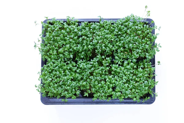 Insalata di crescione verde biologica fresca — Foto Stock