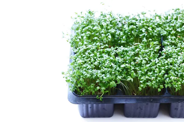 Fresh Organic Green Watercress Salad — Stock Photo, Image