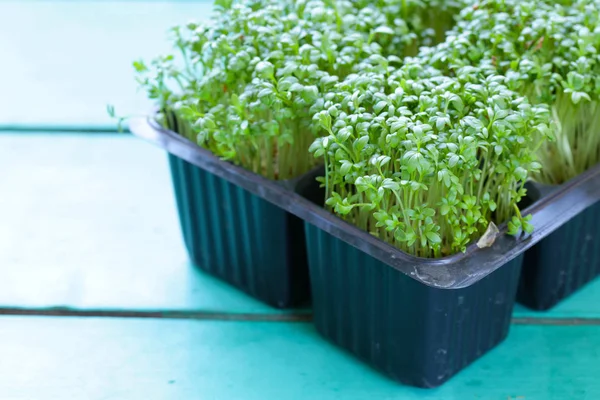 Ensalada Berro Verde Orgánico Fresco — Foto de Stock