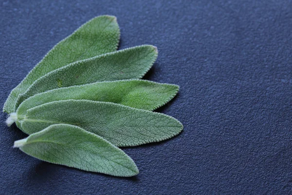 Aromatic Spicy Herb Sage Macro Shot — Stock Photo, Image