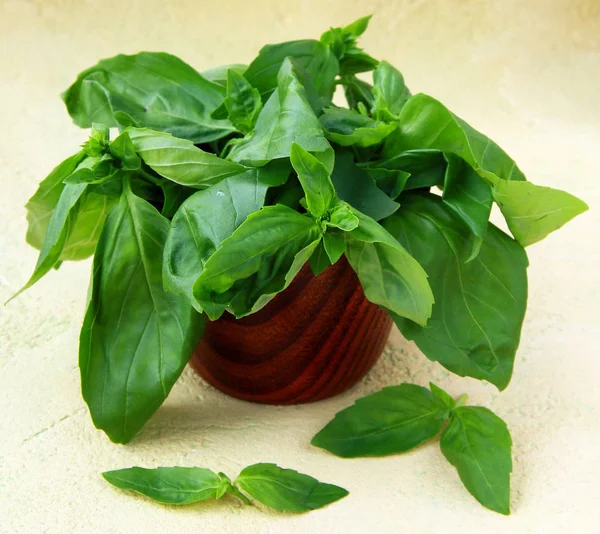 Fresh Green Fragrant Basil — Stock Photo, Image