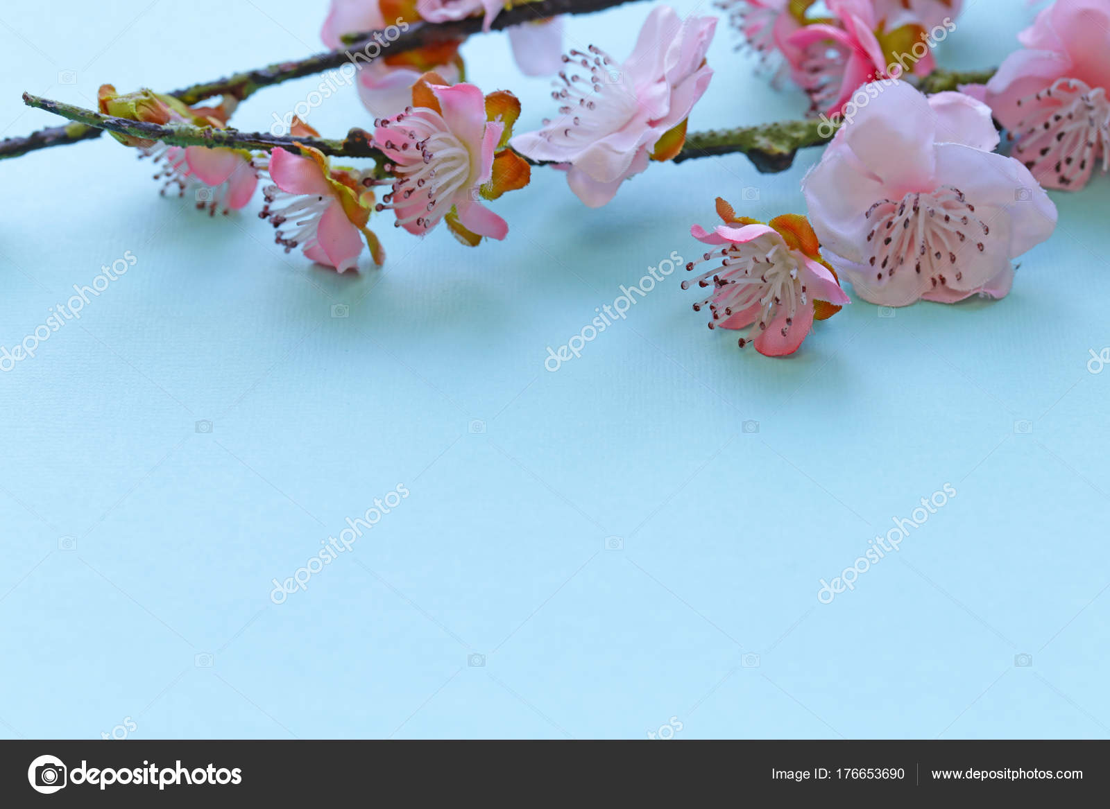 Branches Symbole Printemps Des Fleurs Cerisier Sakura