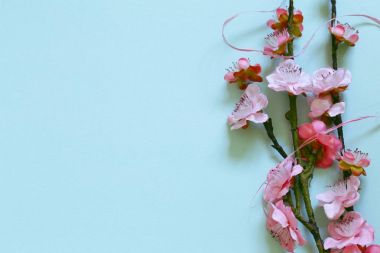 kiraz çiçekleri (sakura) dallarında sembolü bahar