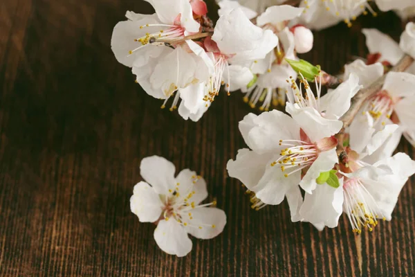 Větve Symbolu Jarní Třešňové Květy Sakura — Stock fotografie