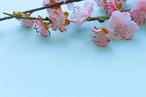 Větve Symbolu Jarní Třešňové Květy Sakura — Stock fotografie