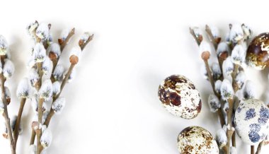 Bahar willow beyaz zemin üzerine çiçek açan