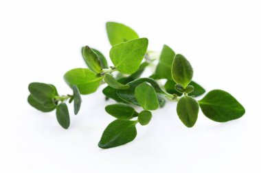 taze yeşil güzel kokulu bitki kekik