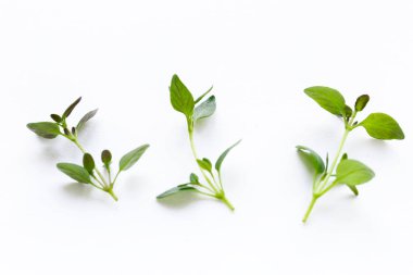 taze yeşil güzel kokulu bitki kekik