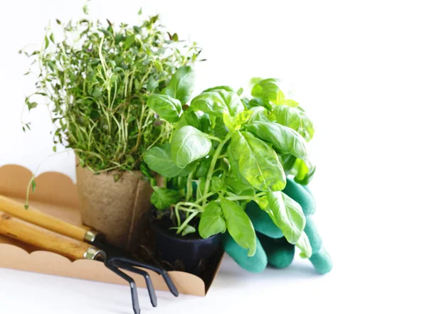 Home Gardening Flowers Herbs Tools Plants — Stock Photo, Image