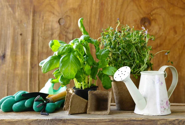 Home Gardening Blumen Und Kräuter Werkzeuge Und Pflanzen — Stockfoto