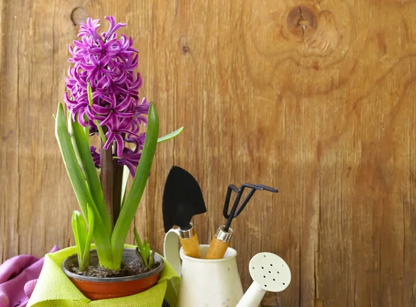 Home Gardening Blumen Und Kräuter Werkzeuge Und Pflanzen — Stockfoto