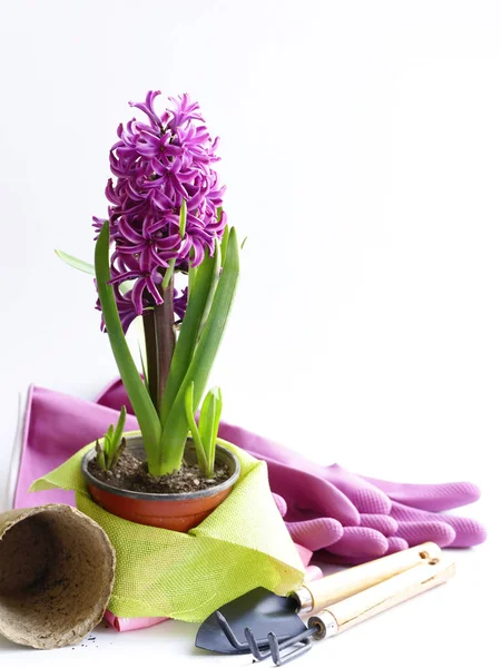 Házikerti Virágok Gyógynövények Eszközök Berendezések — Stock Fotó