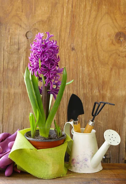 Home Gardening Blumen Und Kräuter Werkzeuge Und Pflanzen — Stockfoto