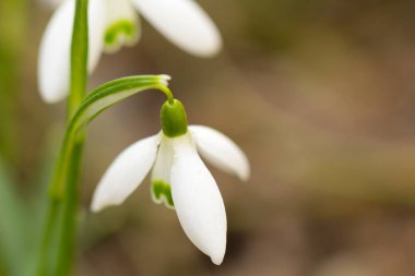 bahar çiçekleri kardelen yumuşak odak