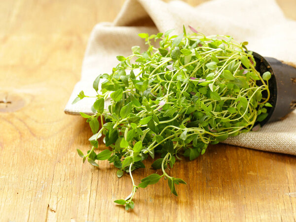 свежий органический букет ароматного тимьяна на деревянном столе
