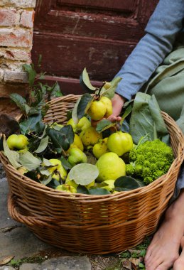 Yeşil yapraklı doğal organik ayva.