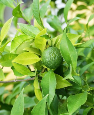 Yeşil yapraklı doğal organik kireç