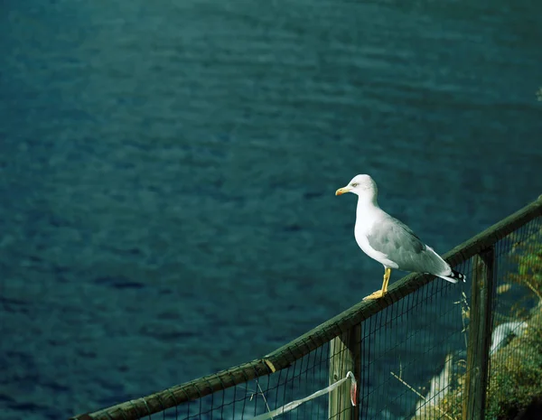 Птица Чайки Сидит Перилах Моста — стоковое фото