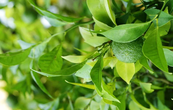 Limão Orgânico Natural Com Folhas Verdes — Fotografia de Stock