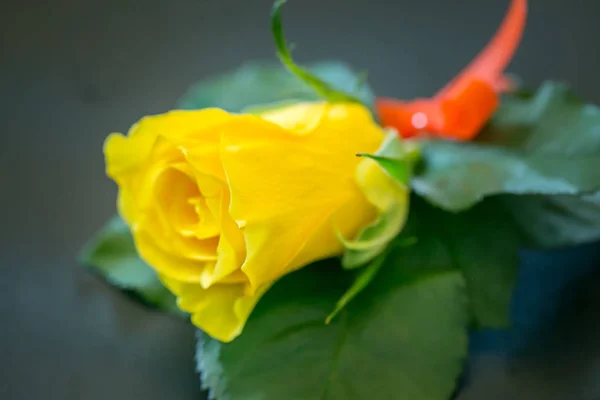 結婚式で新郎の黄色いバラ — ストック写真
