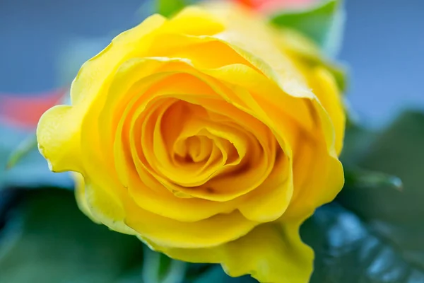 Rose gialle per lo sposo al matrimonio — Foto Stock