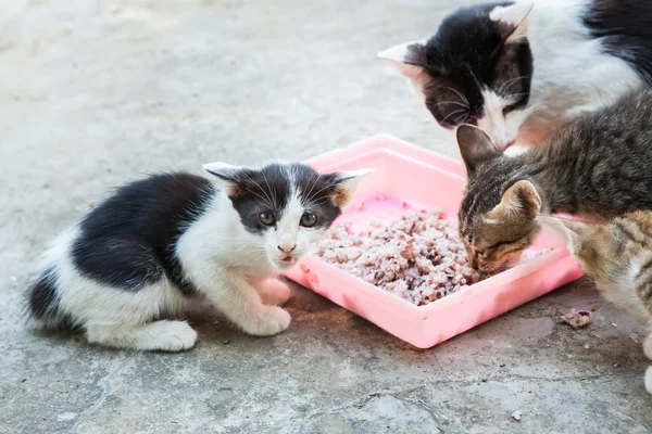 homeless cat and little kitty eating rice on dish