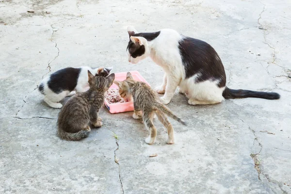 Hemlös katt och lilla kitty äta ris på maträtt — Stockfoto