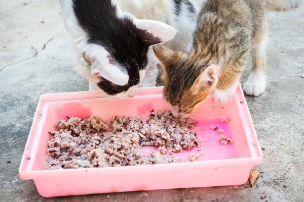 stock image homeless cat and little kitty eating rice on dish